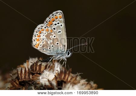 A close up of a butterfly with a dark background