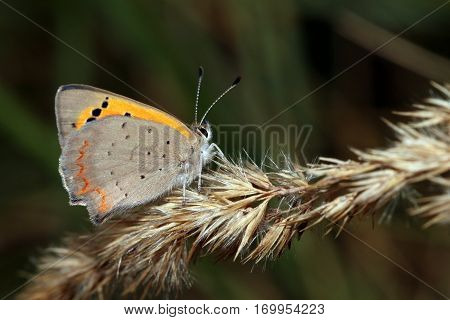 A colorful Butterfly with a dark background