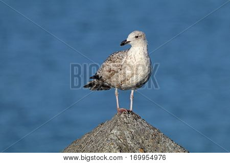 A Seagull standing on a rock with a clear blue sky background