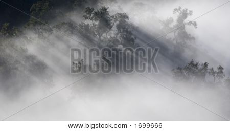 Niebla majestad (0131)