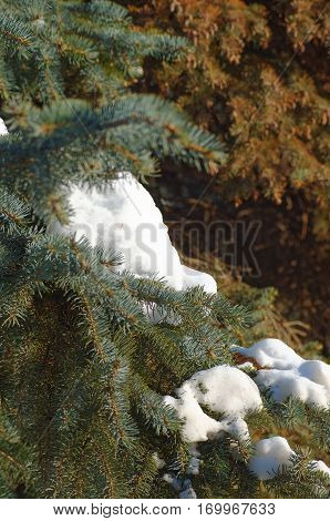 Pine branch cower by snow. Photo taken at sunny day.