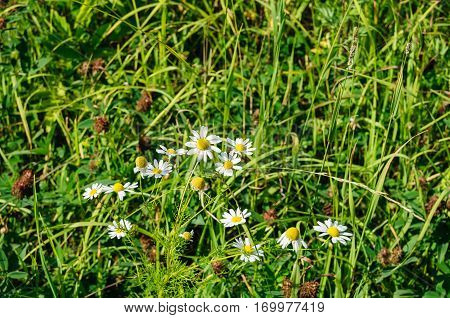 White camomiles with yellow core in green grass close up