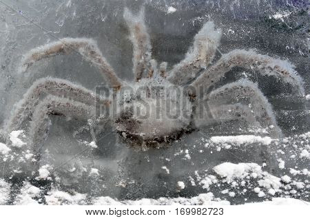 King crab in ice block closeup n