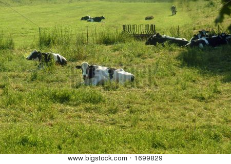 วัว Mooooo