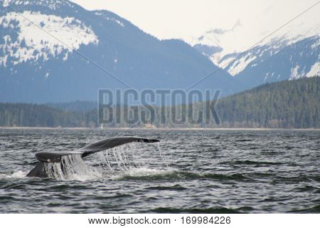 Humpback whale tail dive in Juneau Alaska