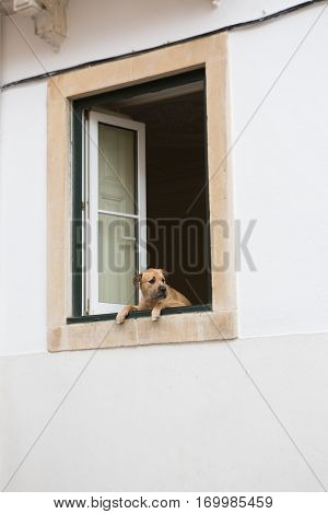 Sad dog looking out of the house window