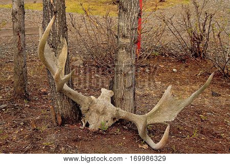 Reindeer antlers at the end of the season