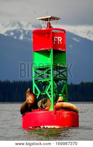 Sea Lions enjoying a spring day on an Alaska buoy