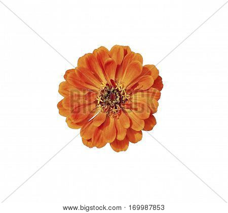 Bright orange flower zinnia isolated on white background