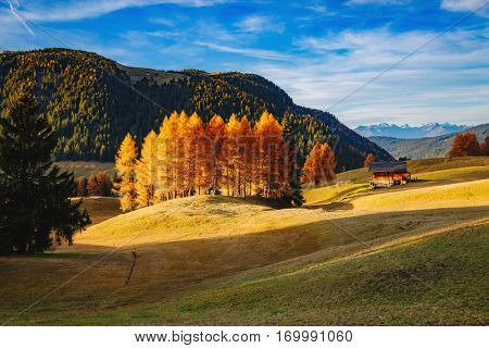Lovely yellow larches in sunlight. Unusual and gorgeous scene. Location place Dolomiti, Compaccio village, Seiser Alm or Alpe di Siusi, Province of Bolzano - South Tyrol, Italy, Europe. Beauty world.