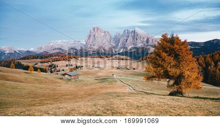 Lovely yellow pasture in sunlight. Unusual and gorgeous scene. Location place Dolomiti, Compaccio village, Seiser Alm or Alpe di Siusi, Province of Bolzano - South Tyrol, Italy, Europe. Beauty world.