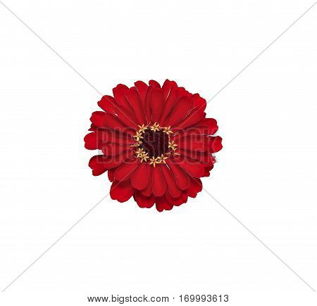 Bright red flower zinnia isolated on white background
