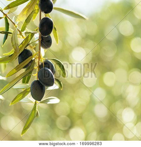 square image mediterranean olives with negative space of a green bokeh background in late summer sun. Room for text or copy space