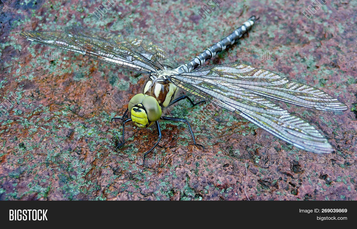 Big Green Dragonfly Image & Photo (Free Trial) | Bigstock