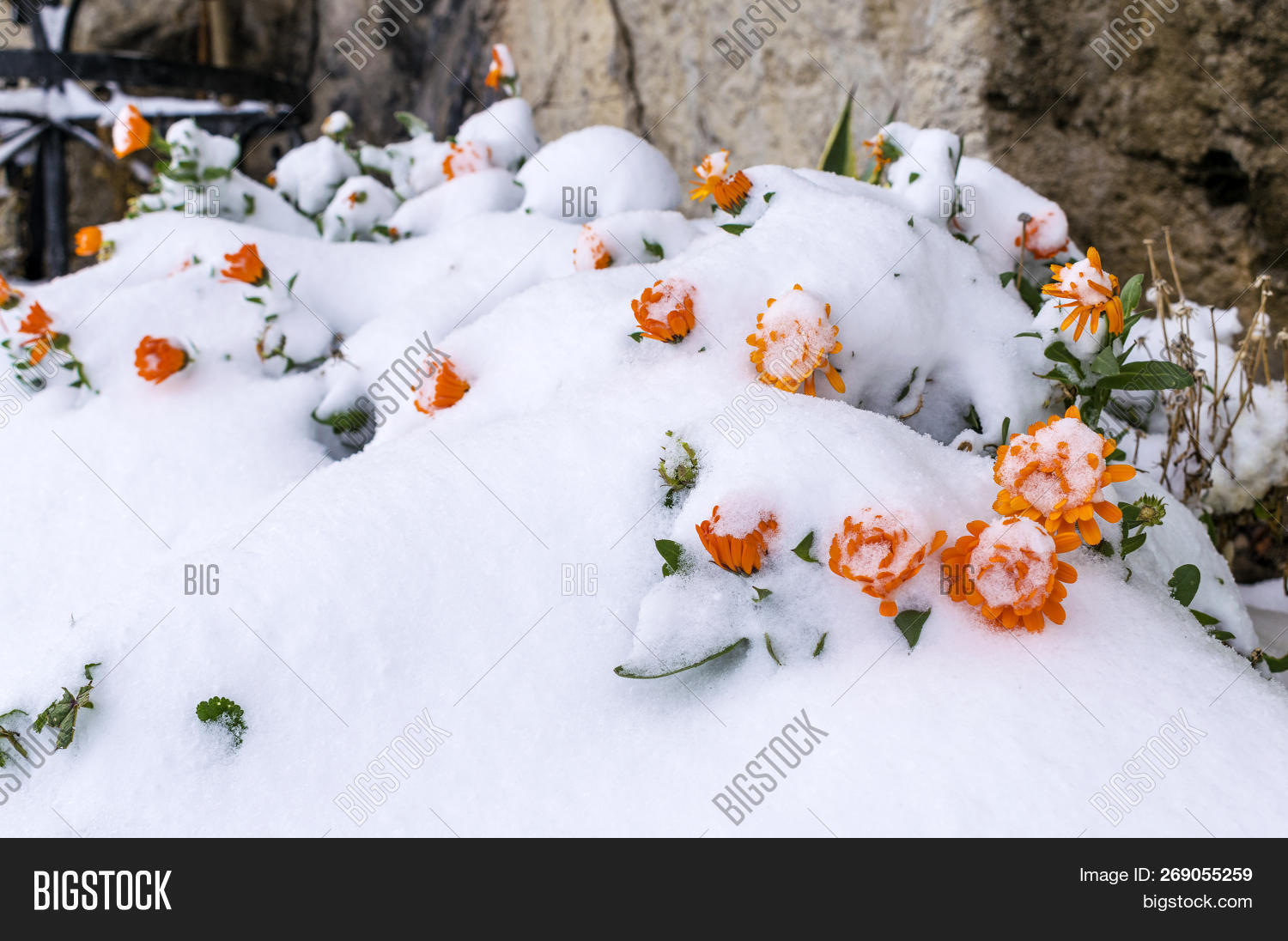 Frozen Flowers Under Image & Photo (Free Trial) Bigstock