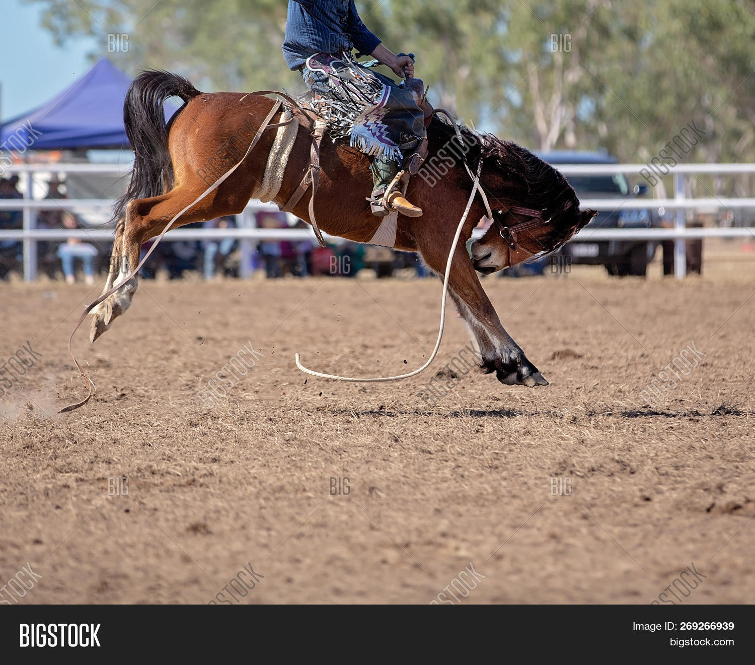 Cowboy Rides Wildly Image & Photo (Free Trial) Bigstock