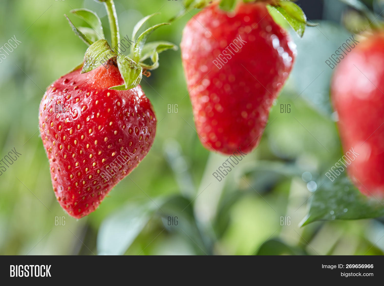 Ripe Strawberry On Image & Photo (Free Trial) | Bigstock