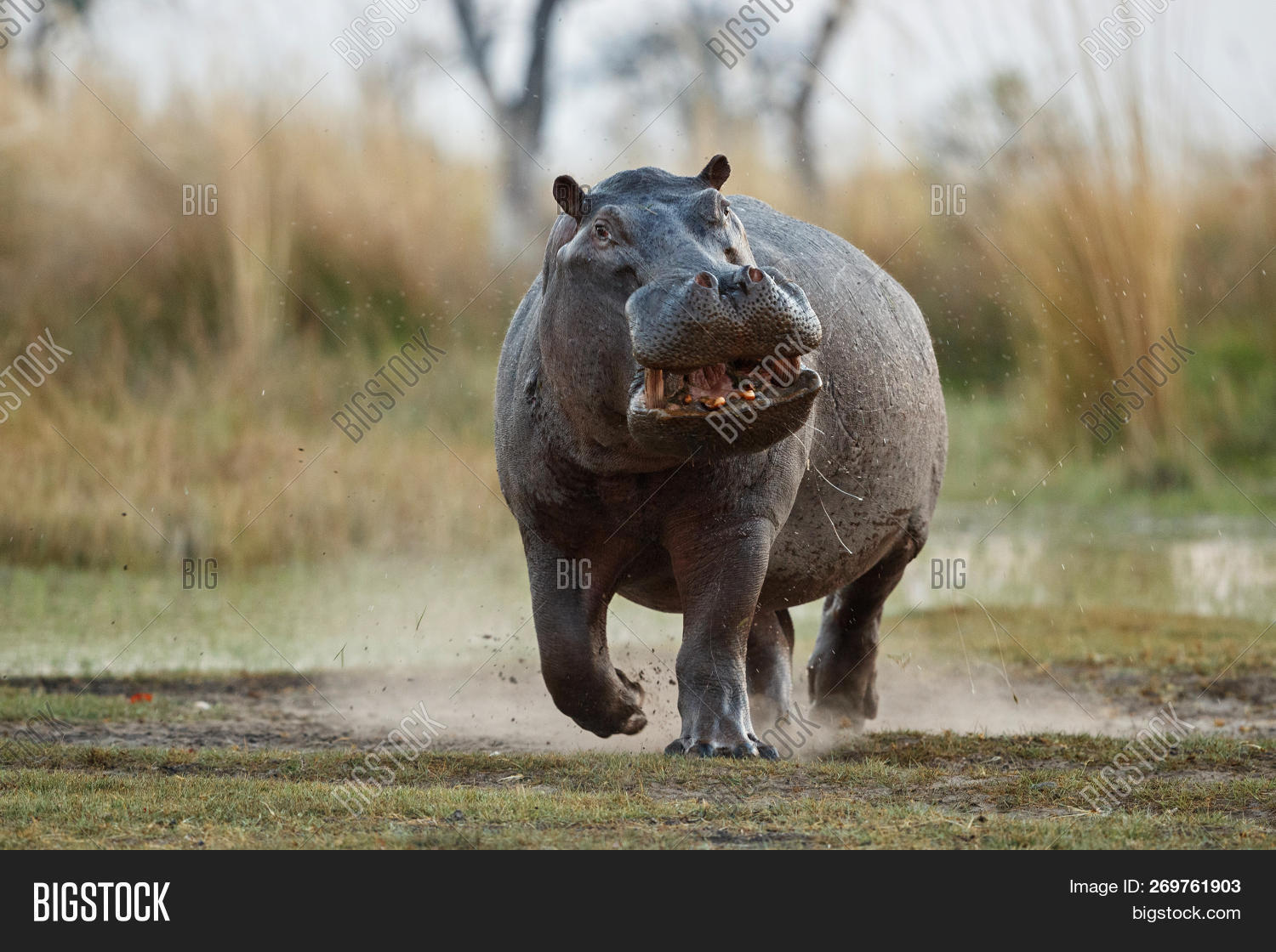 Aggressive Hippo Male Image & Photo (Free Trial) | Bigstock