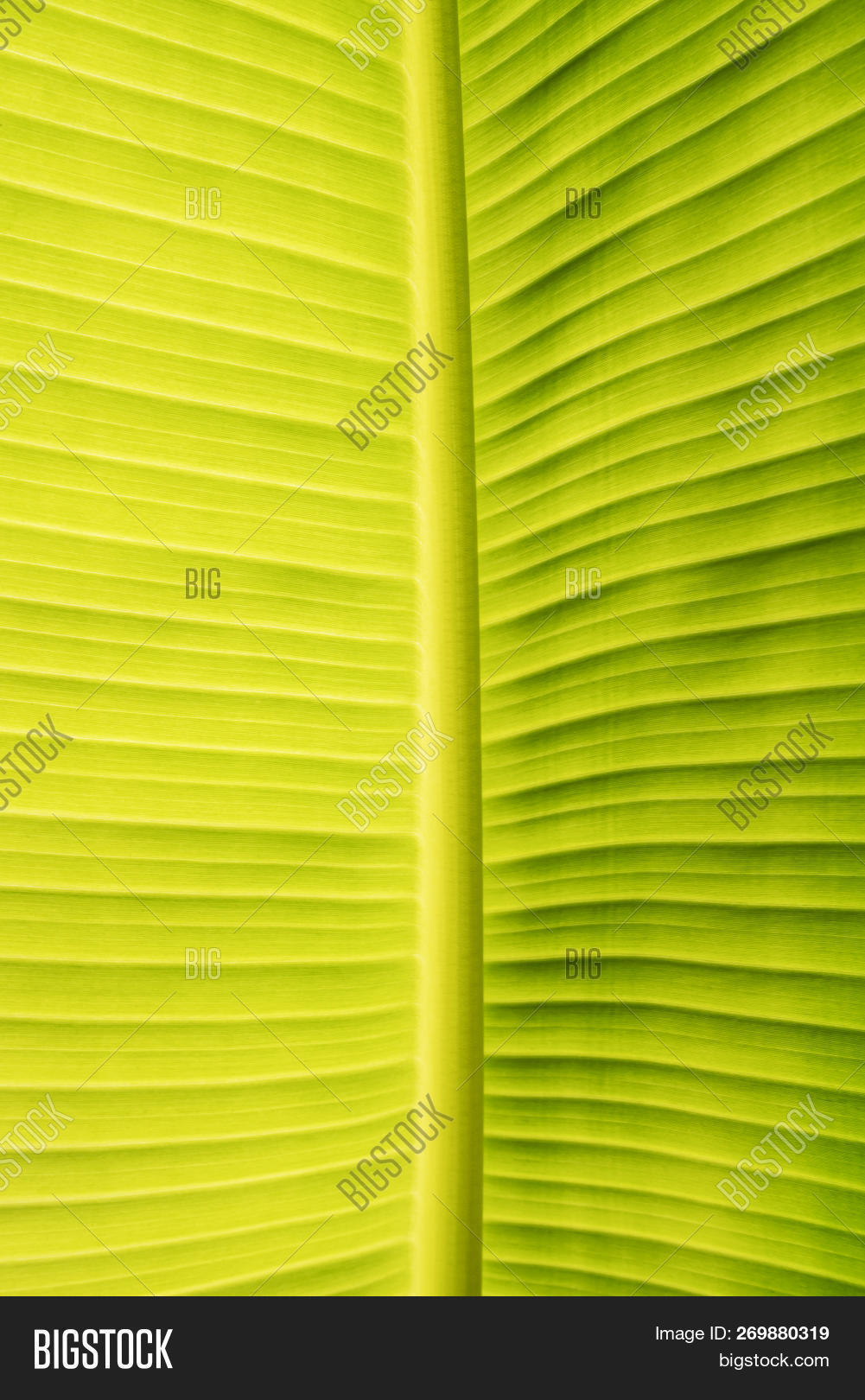 Abstract Banana Leaf Image & Photo (Free Trial) Bigstock