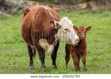 Momma Cow And Calf Sharing A Nuzzle