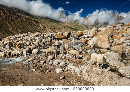 Herd of Pashmina sheep and goats  crossing the stream in Himalayas. Lahaul Valley, Himachal Pradesh, India