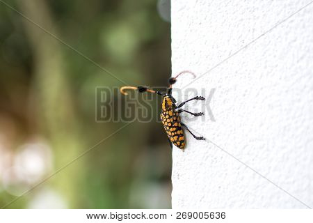 Longhorn Beetle With Blurred Bokeh Green Tree Background, Habitat In Thailand