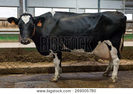 Black Cow On Dairy Farm. Milch Cow. Agriculture Industry, Farming And Animal Husbandry