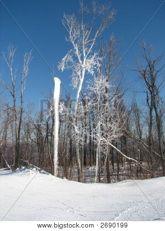 Windham_Ice_Trees