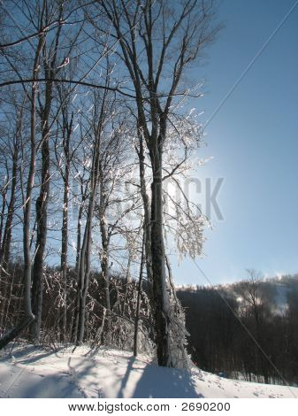 Windham_Sun_Tree