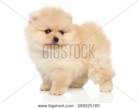 Portrait Of A Tiny Spitz Puppy On A White Background. Baby Animal Theme