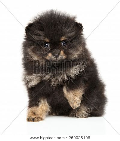 Close-up Of A Tiny Spitz Puppy On White Background. Baby Animal Theme
