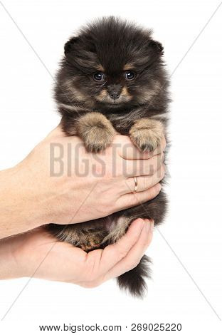 Man Holds Tiny Spitz Puppy In Hands On White Background. Baby Animal Theme