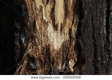 The Old Part Of The Tree Trunk On Which A Part Of The Bark Has Burst And A Part Of The Crust Has Bee