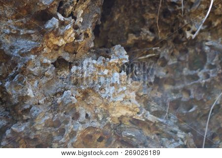 Texture Of Old Wood With Bark Beetle Traces.