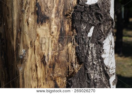 The Old Part Of The Tree Trunk On Which A Part Of The Bark Has Burst And A Part Of The Crust Has Bee