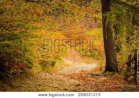 Beautiful Polish Autumn Woods Landscape