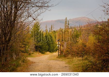 Beautiful Polish Autumn Woods Landscape