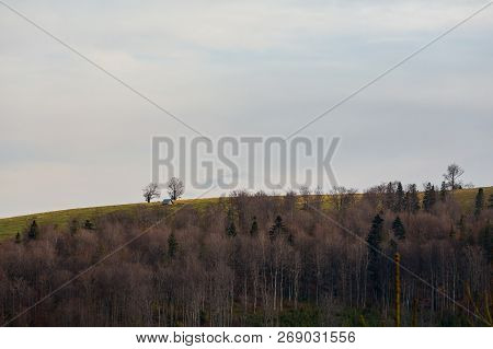 Beautiful Polish Autumn Woods Landscape