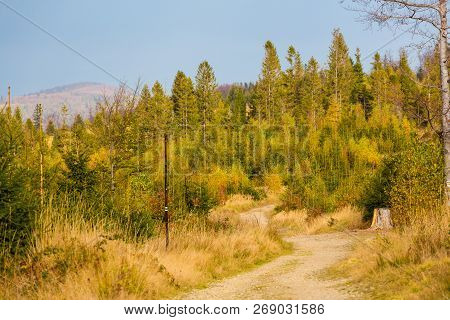 Beautiful Polish Autumn Woods Landscape
