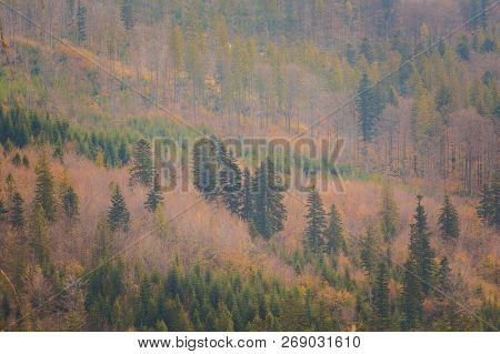 Beautiful Polish Autumn Woods Landscape