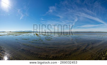 Huge Rice Field Plantation With Bright Sun