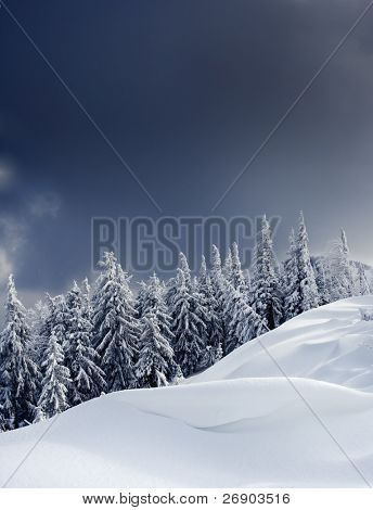Trees covered with hoarfrost and snow in mountains
