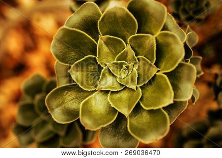 Beautiful Bright Green Succulent Plant, Natural, Biological Concept. Background Or Pattern With Copy