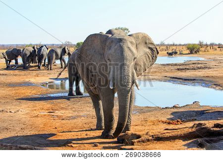 Large Bull Elephant Standing Looking Into Camera, While A Small Herd Drink From A Waterhole In The B