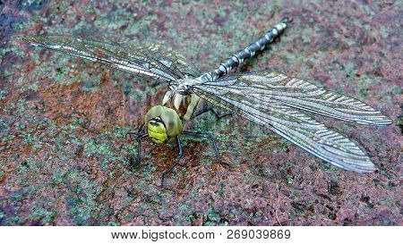 A Big Green Dragonfly With Big Slanted Wings Sits On A Rock With Its Eyes To The Camera. It Is An Od