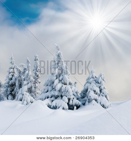 Trees covered with hoarfrost and snow in mountains.