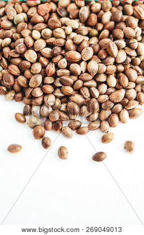 Cannabis Seeds Isolated On White Background. Marijuana Grains, Herbal Treatment Product Macro View.