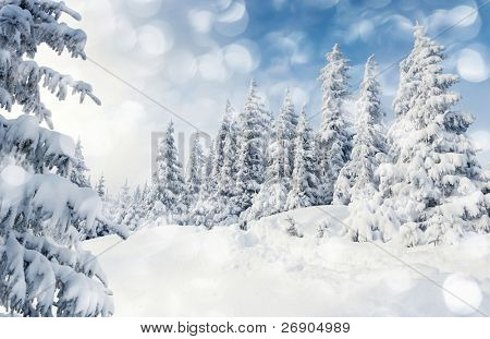 Trees covered with hoarfrost and snow in mountains.