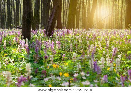 Floresta de flores coloridas