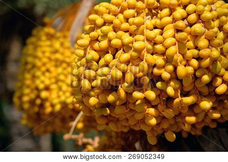 Close Up Of Ripe Dates Hanging On Palm Or Phoenix Dactylifera. Photo Taken In South Of Spain